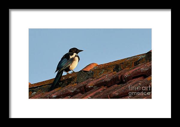 Colorful Framed Print featuring the photograph Eurasian Magpie Pica Pica on Tiled Roof by Pablo Avanzini