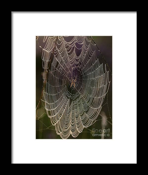 Spiders Framed Print featuring the photograph European Garden Spider by Bob Gibbons/science Photo Library