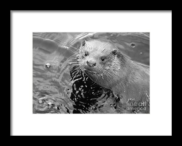 Ambleside Framed Print featuring the photograph European Otter by Science Photo Library
