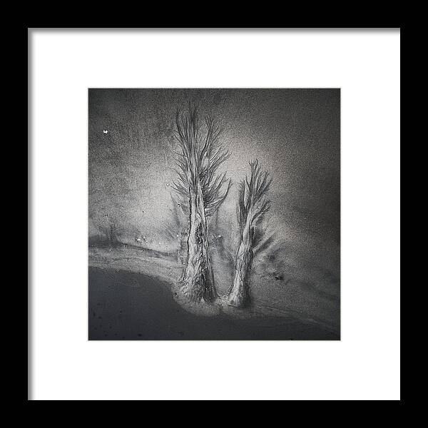 San Framed Print featuring the photograph Evanescent Trees by Yi Fan