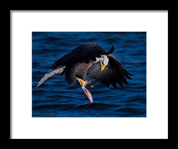 Bald Framed Print featuring the photograph Examination by Kevin Wang