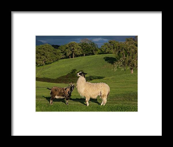 Scenics Framed Print featuring the photograph Exploring Sonoma Countys Wine Country by George Rose
