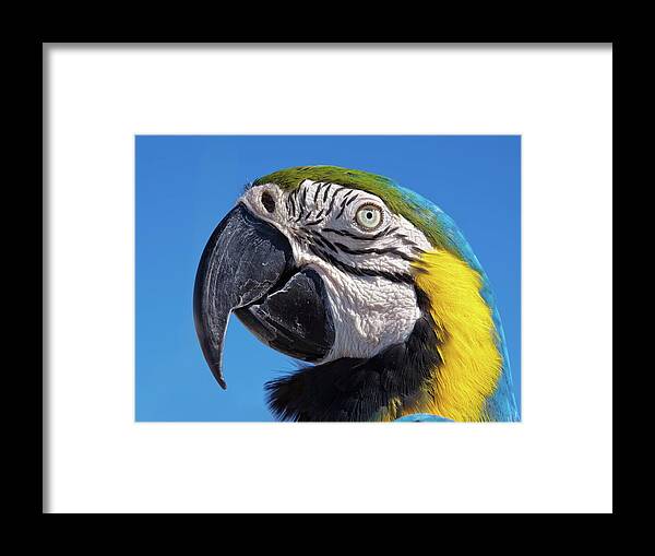 Parrot Framed Print featuring the photograph Eye contact - Colorful parrot's head by Tatiana Travelways