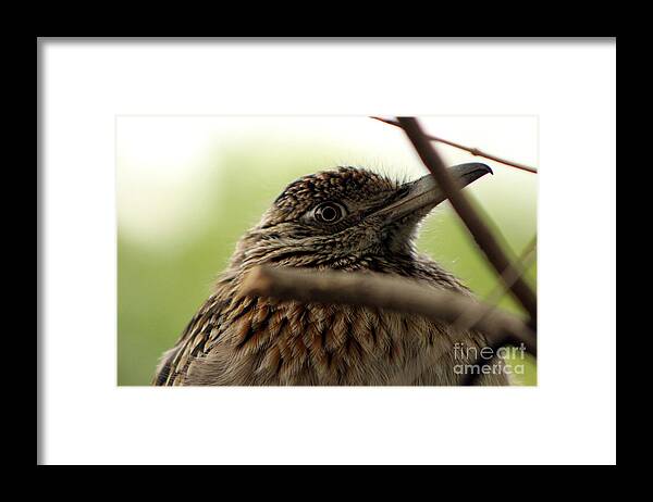 Roadrunner Framed Print featuring the photograph Eye of the Road Runner by Colleen Cornelius