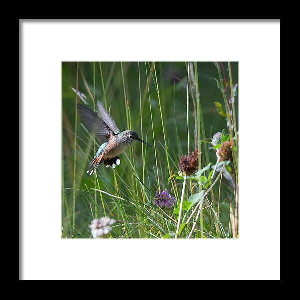 Rufous Framed Print featuring the photograph Eye on the Prize by Patrick Nowotny