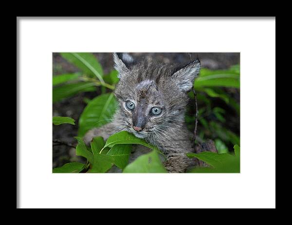 Bobcat Framed Print featuring the photograph Eyes tell the story by Dan Friend