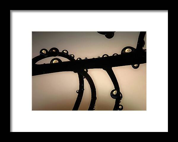 Macro Framed Print featuring the photograph Eyes Up by Jim Painter