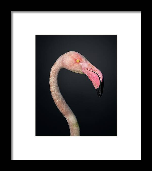 Flamingo Framed Print featuring the photograph F L A M B O Y A N C E by Fegari