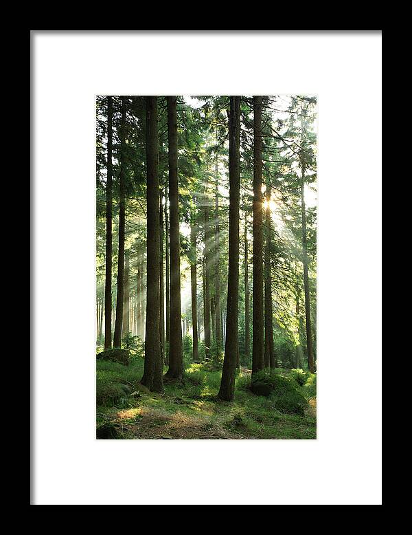 Fairy Tale Framed Print featuring the photograph Fairy Forest II by Avtg