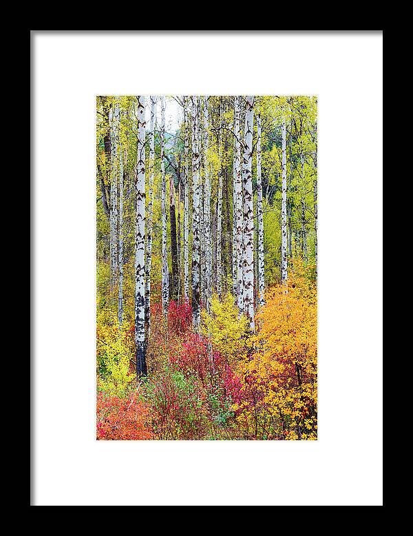 Outdoor; Fall; Colors; Birch; Tree; Autumn; Cascade; Washington Beauty; Pacific North West; Washington; Washington State Framed Print featuring the digital art Fall Birchwood by Michael Lee