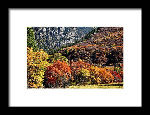 Colorado Framed Print featuring the photograph Fall Colored Oaks in Avalanche Creek Canyon by Ray Mathis