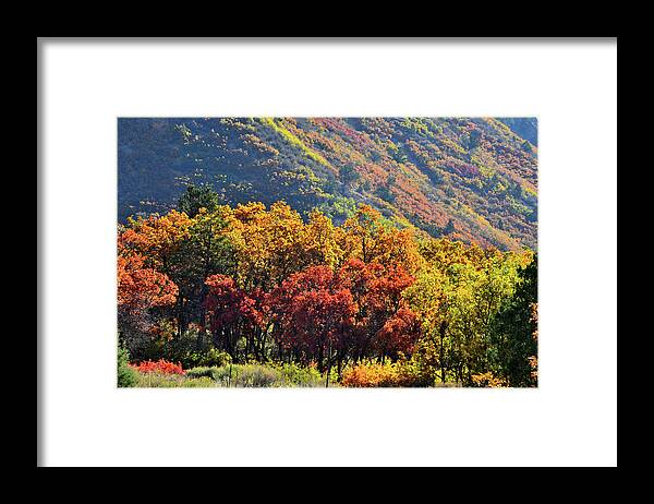Colorado Framed Print featuring the photograph Fall Colors along Avalanche Creek Road by Ray Mathis