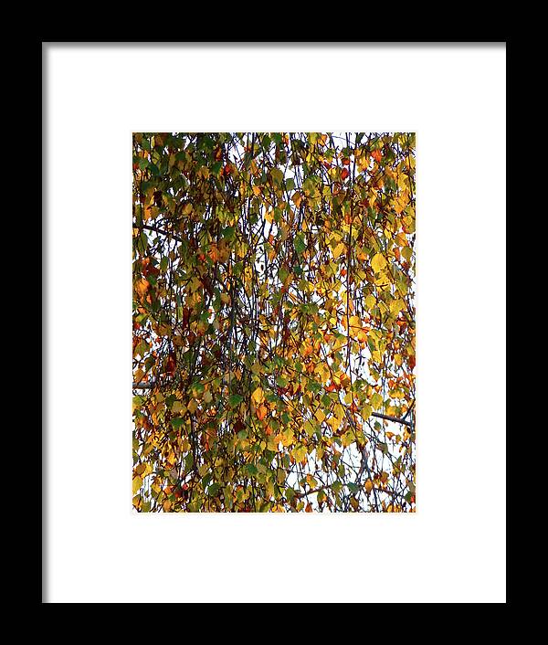 Fineart Framed Print featuring the photograph Fall Colors Leonard's Birch Tree by Amelia Racca
