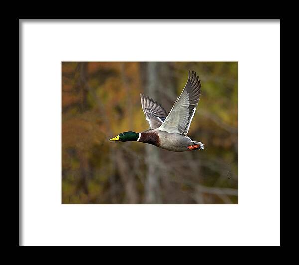 Duck Framed Print featuring the photograph Fall Flap by Art Cole