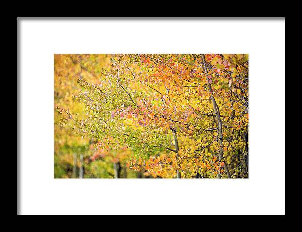 Aspens Framed Print featuring the photograph Fall Focus by Denise Bush