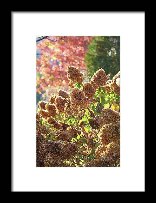 Flowers Framed Print featuring the photograph Fall Hydrangeas by Garden Gate magazine