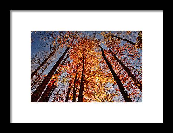 Leaves Framed Print featuring the photograph Fall Trees Sky by Meta Gatschenberger
