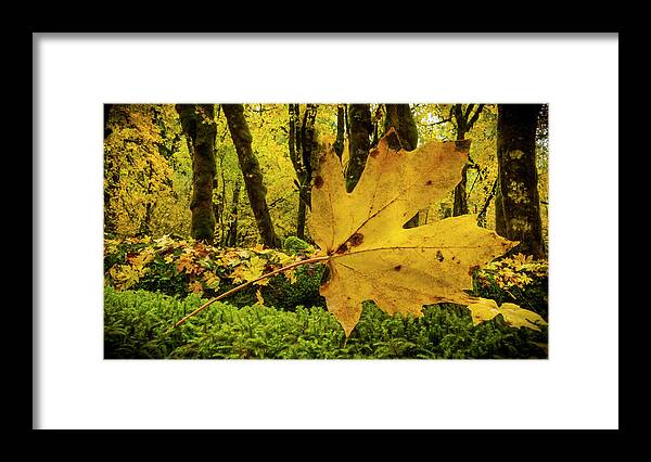 Leaf Framed Print featuring the photograph Fallen Leaf by Jean Noren