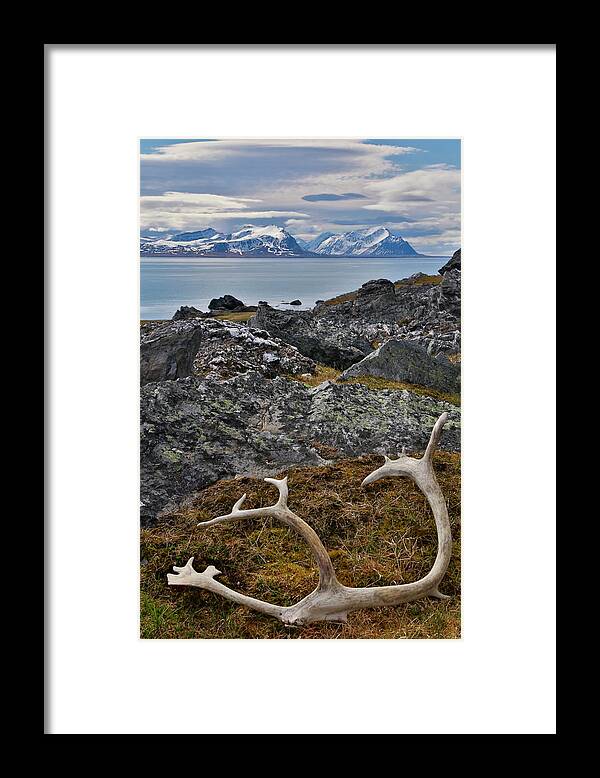 Tranquility Framed Print featuring the photograph Fallen Raindeer Antler Alkehornet Norway by Darrell Gulin