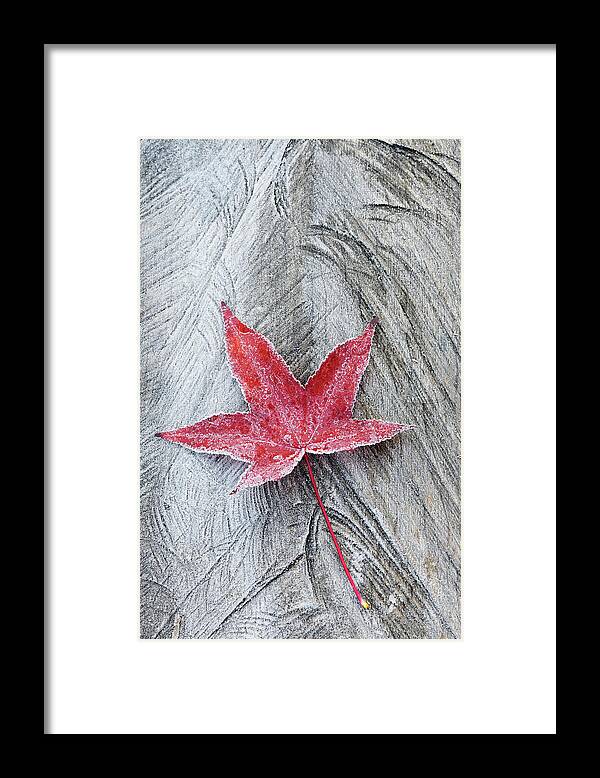 Tranquility Framed Print featuring the photograph Fallen Red Maple Anser Leaf by Cornelia Doerr