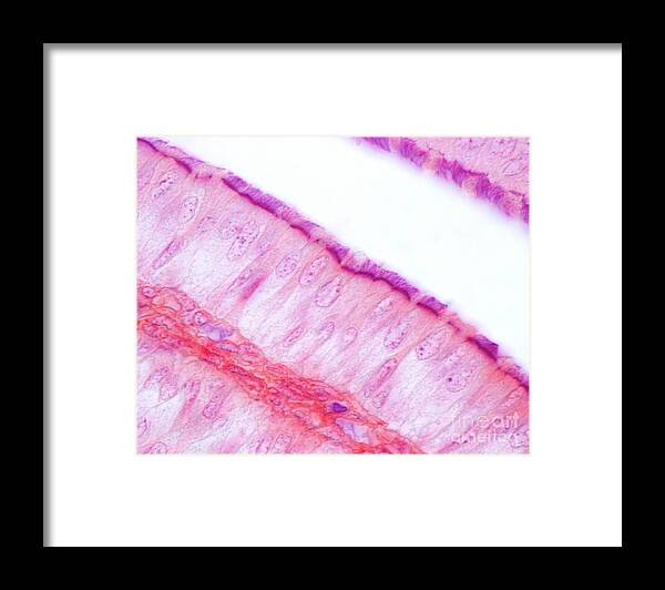 Cell Framed Print featuring the photograph Fallopian Tube Ciliated Epithelium by Jose Calvo/science Photo Library