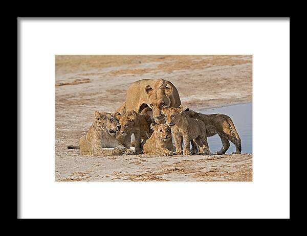 Lions Framed Print featuring the photograph Family by Marco Pozzi