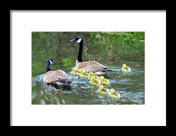 Branta Canadensis Framed Print featuring the photograph family of Canada geese in water swimming with eight goslings by Robert C Paulson Jr