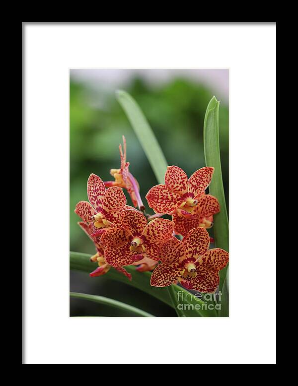 Orchids Framed Print featuring the photograph Family of Orange Spotted Orchids by Rory Ivey