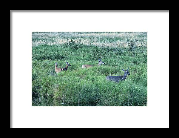 Deer Framed Print featuring the photograph Family Photo by Mike Martin