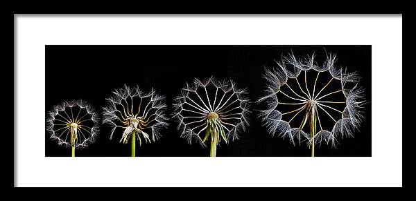 Dandelion Framed Print featuring the photograph Family Portrait by Art Lionse