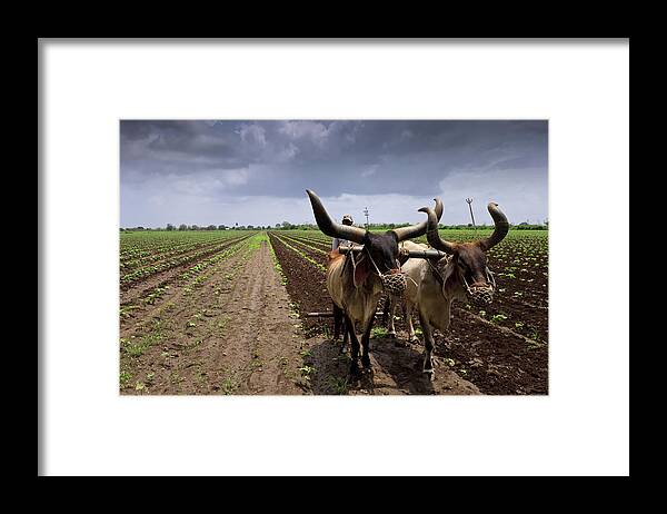 Working Framed Print featuring the photograph Farm In Jetpur by © Neha & Chittaranjan Desai