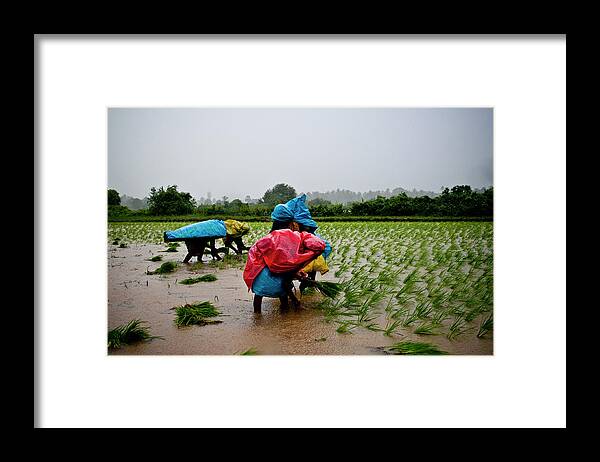 Working Framed Print featuring the photograph Farming by Dijis Photography