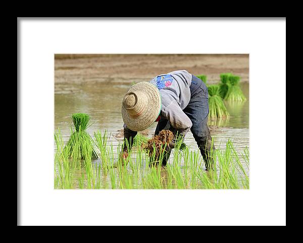 Working Framed Print featuring the photograph Farming by Pailoolom