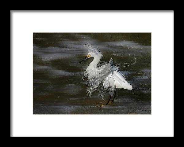 Animal Framed Print featuring the photograph Fashion Show By Snowy Egret by Sheila Xu