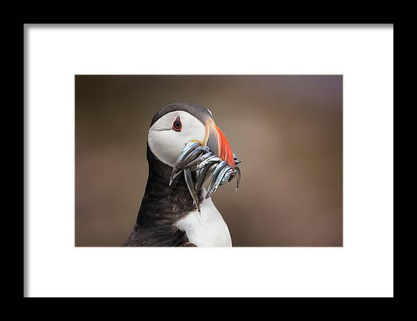 Animals Framed Print featuring the photograph Fast Food by Fegari