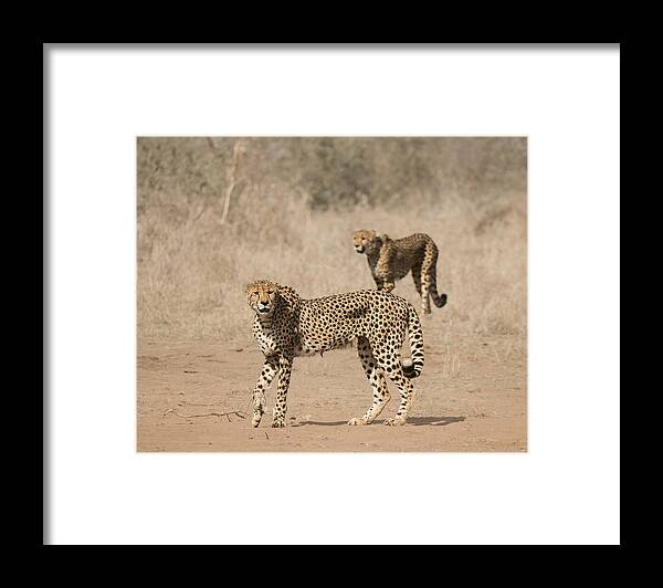 Cheetah Framed Print featuring the photograph Father And Son by Davide