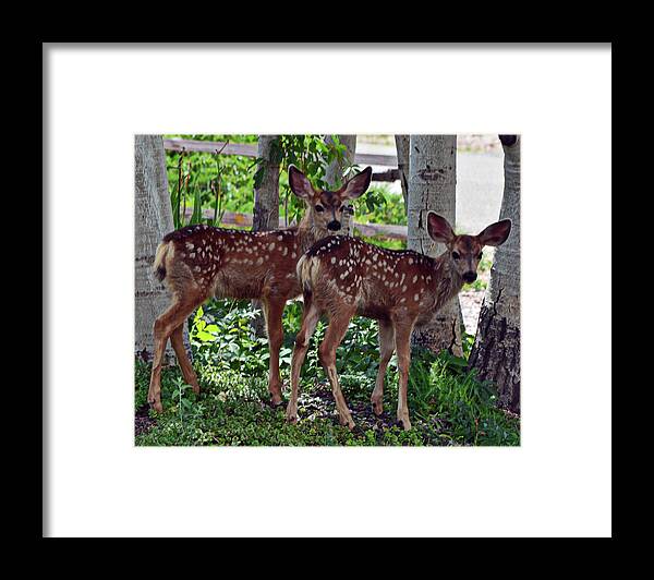 Doe Framed Print featuring the photograph Young Fawns by George Garcia