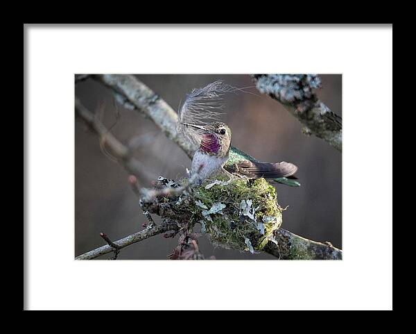 Anna's Hummingbird Framed Print featuring the photograph Feather Bed by Randy Hall
