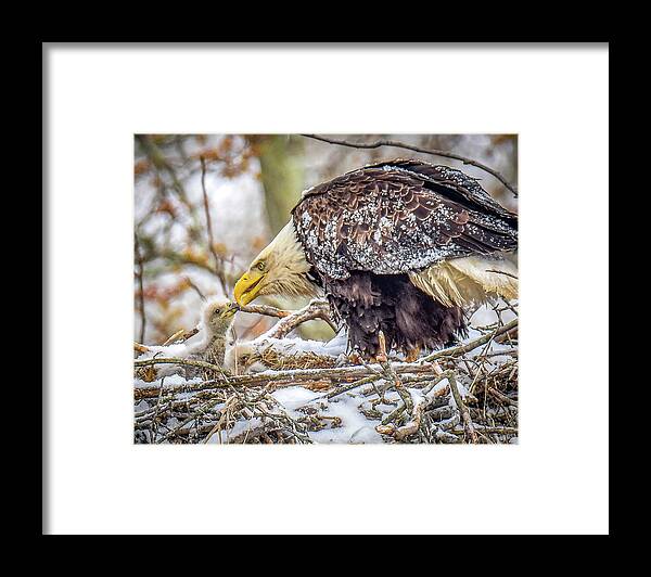 Baby Bird Framed Print featuring the photograph Feeding Time by Michelle Wittensoldner