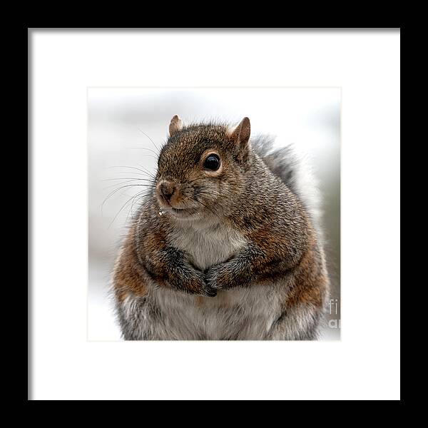 Squirrel Framed Print featuring the photograph Feeling Fluffy, Squirrel Photo by Sandra J's