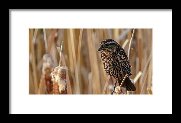 Bird Framed Print featuring the photograph Female Black Bird in the Bulrushes by Phil And Karen Rispin