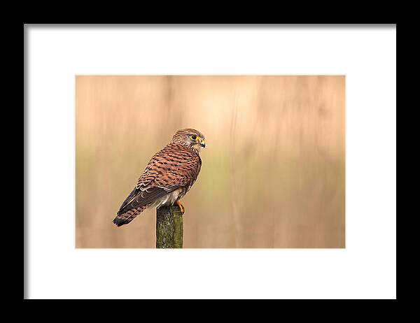 Common Framed Print featuring the photograph Female Common Kestrel by Rob Olivier