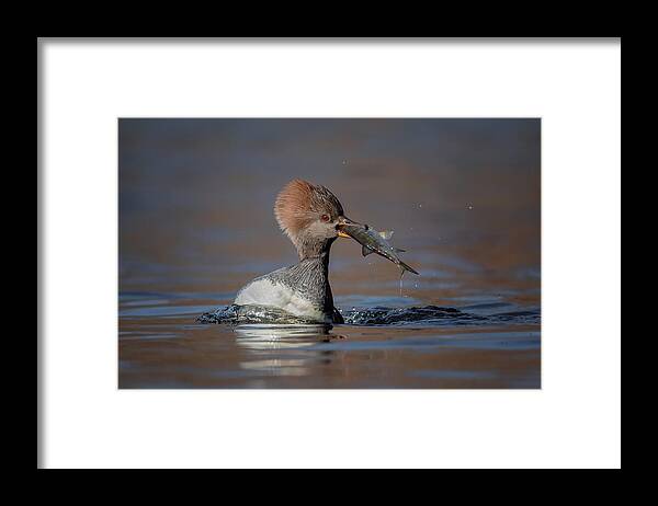 Hooded Framed Print featuring the photograph Female Hooded Merganser by Max Wang