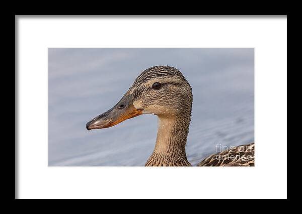 Photography Framed Print featuring the photograph Female Mallard Portrait by Alma Danison
