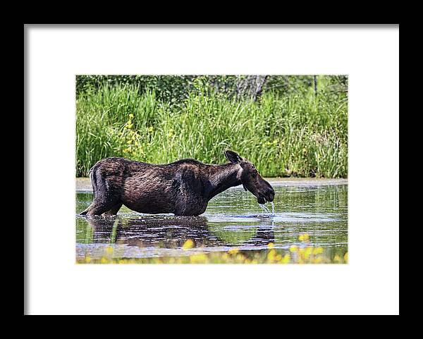 Grass Framed Print featuring the photograph Female Moose Drinking by Photography By Glenda Borchelt