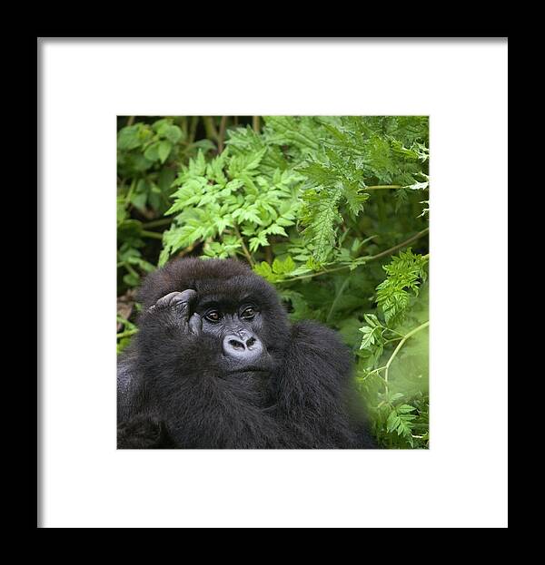 Confusion Framed Print featuring the photograph Female Mountain Gorilla Scratching Head by Grant Faint