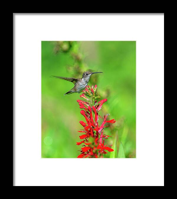 Nature Framed Print featuring the photograph Female Ruby-throated Hummingbird DSB0316 by Gerry Gantt