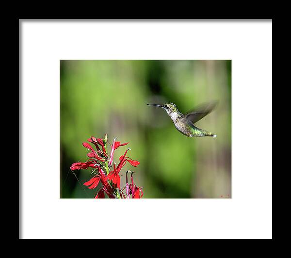 Nature Framed Print featuring the photograph Female Ruby-throated Hummingbird DSB0320 by Gerry Gantt