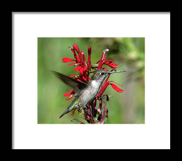 Nature Framed Print featuring the photograph Female Ruby-throated Hummingbird DSB0325 by Gerry Gantt
