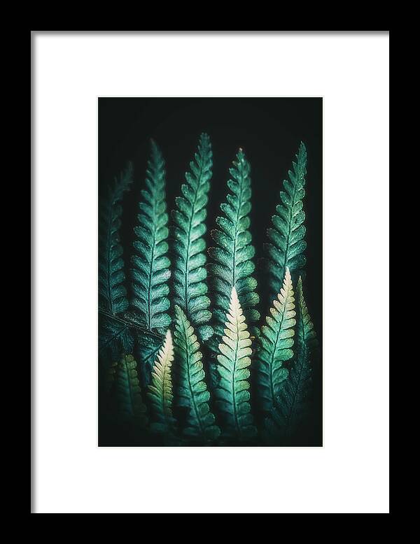 Fern Framed Print featuring the photograph Fern #14 by Philippe Sainte-Laudy